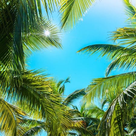 Wendy Manzo art retreats tropical palm